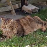 Foto del gato perdido en Pau