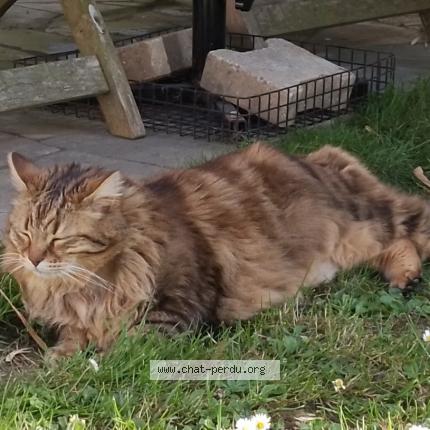 Foto 1/1 Gato encontrado Perdido en Pau