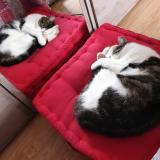 Foto del gato perdido en Ingersheim