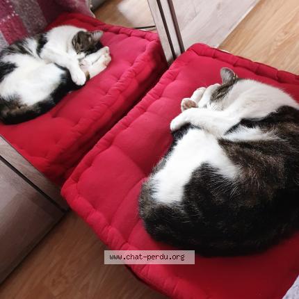 Foto 1/2 Gato encontrado Perdido en Ingersheim