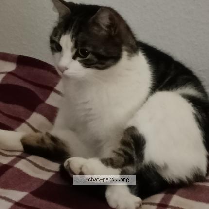 Foto 2/2 Gato encontrado Perdido en Ingersheim