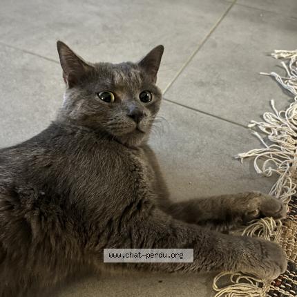 Foto 1/1 Gato encontrado Encontrado en Romainville