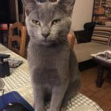 Foto del gato perdido en Blet