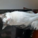 Foto del gato perdido en Nancy