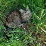 Foto del gato perdido en Bougligny