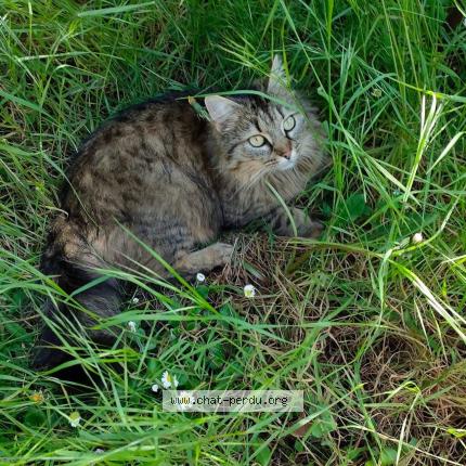 Foto 1/1 Cookie Chat perdido en Bougligny