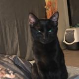 Foto del gato perdido en Cherbourg En Cotentin