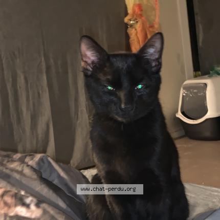 Foto 1/1 Gato encontrado Perdido en Cherbourg en cotentin