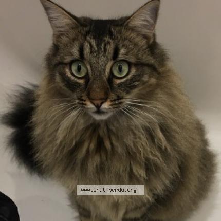 Foto 1/1 Sa&iuml;ko Chat perdido en Saint andre de cubzac