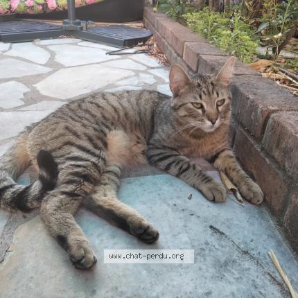 Foto 1/1 Gato encontrado Perdido en Aulnay sous bois