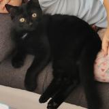 Foto del gato perdido en Bievres