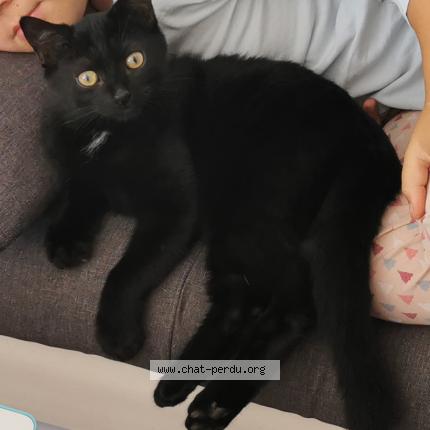 Foto 1/1 Gato encontrado Perdido en Bievres