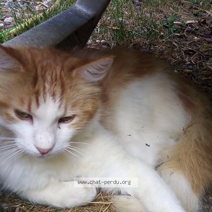 Foto 1/1 Sandrine Jocteur Monrozier Chat perdido en Varces allieres et risset