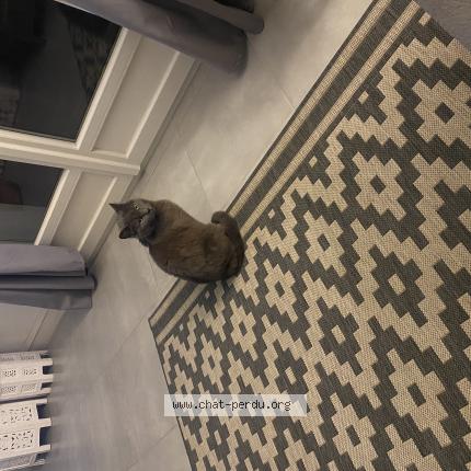 Foto 1/1 Berlioz Chat perdido en Saint denis en val