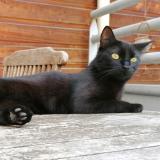 Foto del gato perdido en Agen