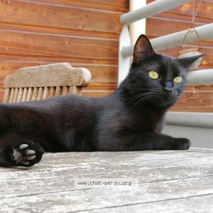 Foto 1/1 Gato encontrado Perdido en Agen