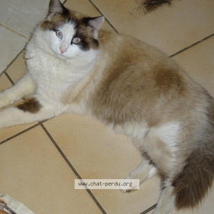 Foto 1/1 Oslo Chat perdido en Labergement les auxonne