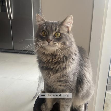 Foto 1/1 Gato encontrado Perdido en Butry sur oise