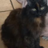 Foto del gato perdido en Lyon