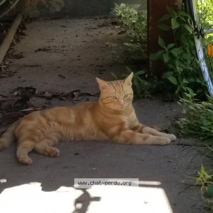 Foto 1/1 Gato encontrado Encontrado en La garenne colombes