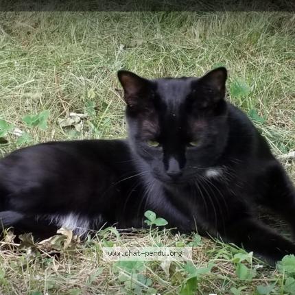 Foto 1/1 Diabolo Chat perdido en Saint andre le desert