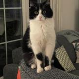 Foto del gato perdido en Lausanne Vers Chez Les Blanc