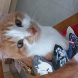 Foto del gato perdido en Romilly Sur Seine