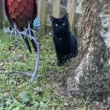 Foto del gato perdido en Viry Chatillon