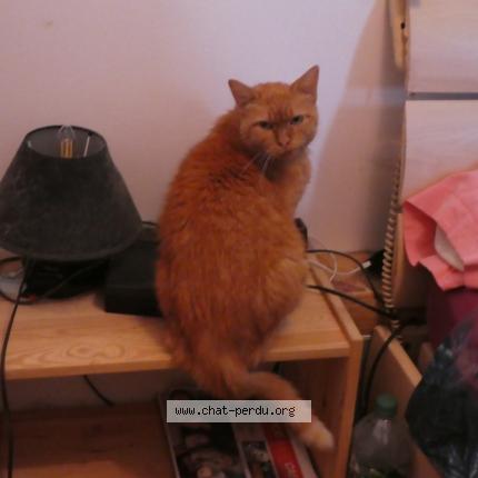 Foto 1/1 Etoile Chat perdido en Caen