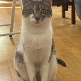 Foto del gato perdido en Paris