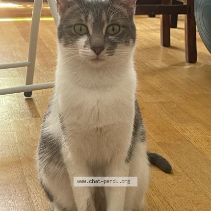 Foto 1/1 Gato encontrado Perdido en Paris