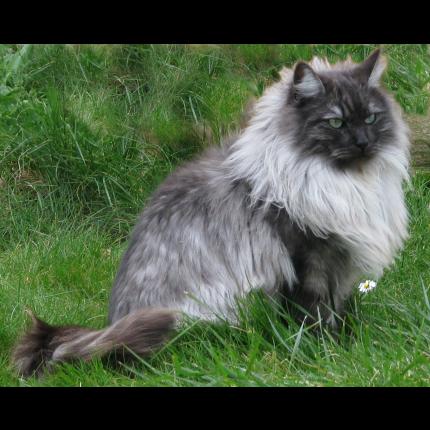 Foto 1/1 MALLOW Chat perdido en Brest