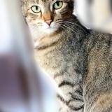 Foto del gato perdido en Villeneuve Loubet