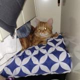 Foto del gato perdido en Ris Orangis