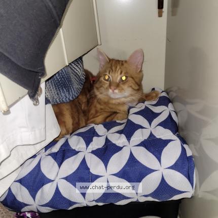 Foto 1/1 Gato encontrado Perdido en Ris orangis