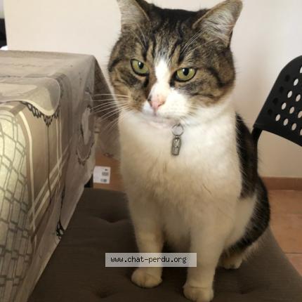 Foto 1/1 Happy Chat perdido en Domene