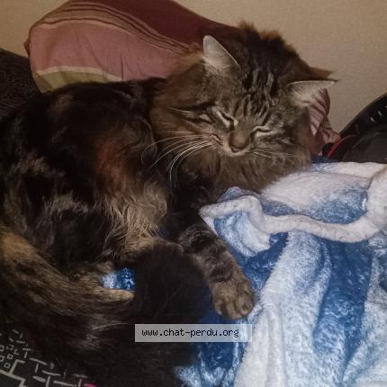 Foto 1/5 Blobby Chat perdido en Castanet tolosan