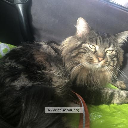 Foto 2/5 Blobby Chat perdido en Castanet tolosan