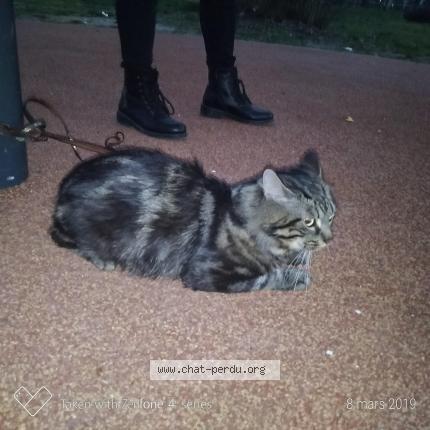 Foto 3/5 Blobby Chat perdido en Castanet tolosan