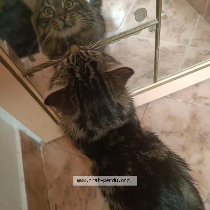 Foto 4/5 Blobby Chat perdido en Castanet tolosan