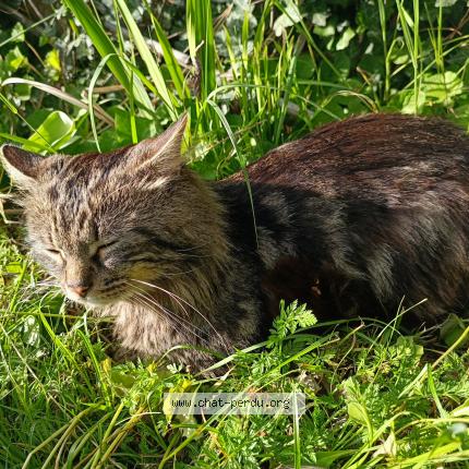 Foto 5/5 Blobby Chat perdido en Castanet tolosan