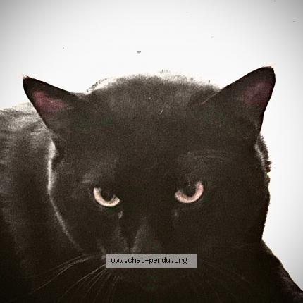 Foto 1/1 Sacha Chat perdido en Pau