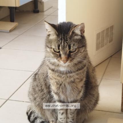 Foto 1/1 Leïa Chat perdido en Chapelle d aunainville