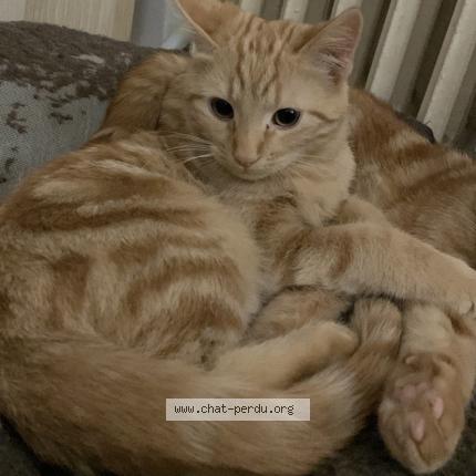 Foto 1/1 Boulette Chat perdido en Grenoble