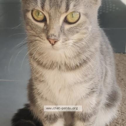 Foto 1/1 TARA Chat perdido en Esvres