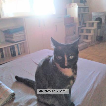 Foto 1/3 Chanel Chat perdido en Corneilhan