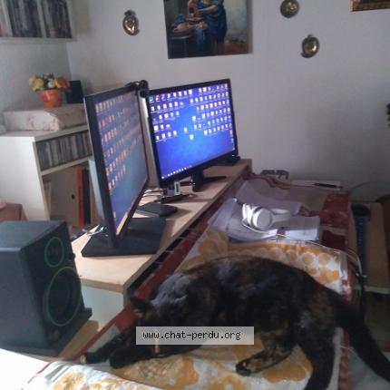 Foto 2/3 Chanel Chat perdido en Corneilhan