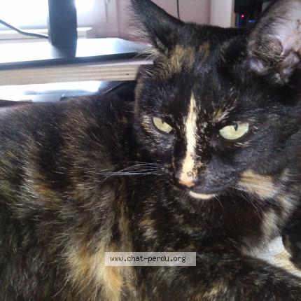 Foto 3/3 Chanel Chat perdido en Corneilhan