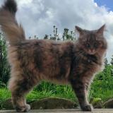 Foto del gato perdido en Reims