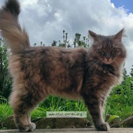 Foto 1/1 Mirza Chat perdido en Reims